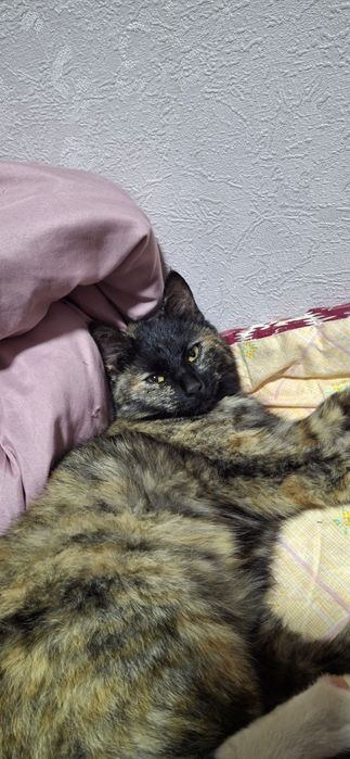 Кошки черепаховый окрас Флоси и Зара 2 самки