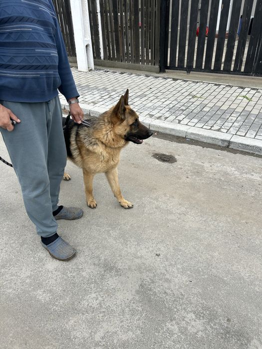 Ciobanesc German