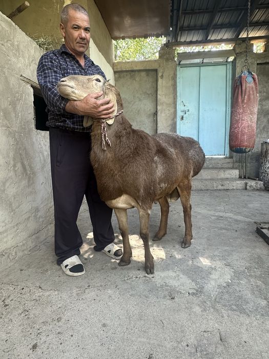 Qoʻyimiz sotiladi zot olqman dganla uchun mqxsus