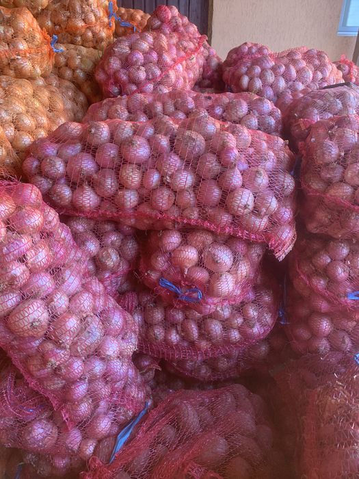 Ceapa roz de vanzare