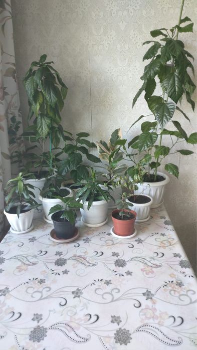 Продам комнатные цветы
