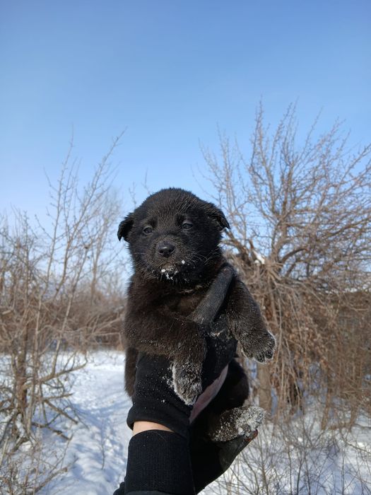 Щеночки в добрые руки