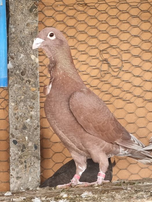 Porumbei rosii de Bucuresti