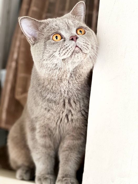 Вязка!!!чистокровный лиловый британец