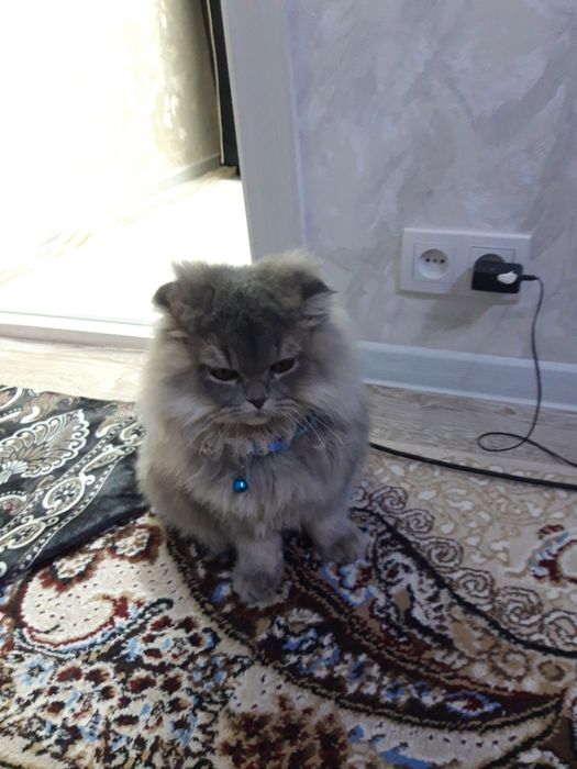 Сотилади  мушук домашний