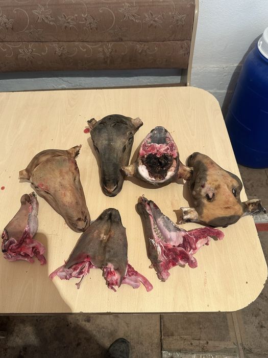 Қойдың басы койдын басы