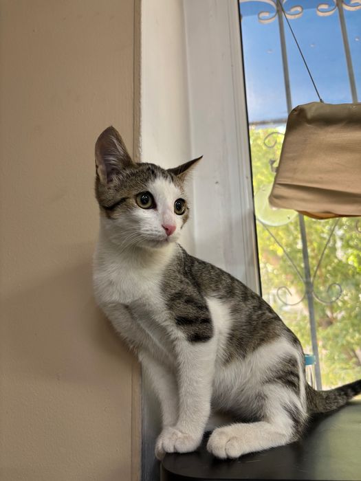 Котенок в добрые руки