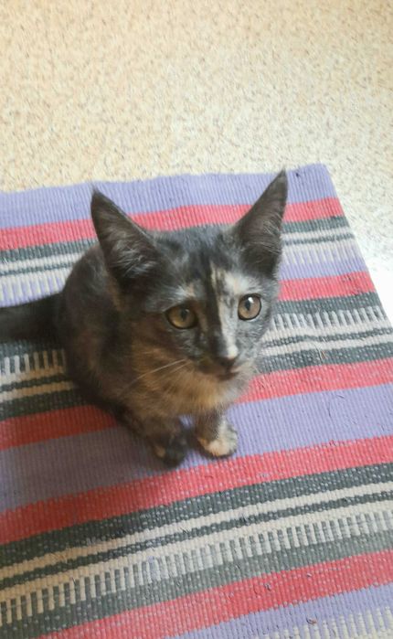 Котенок в Добрые руки. Бесплатно. Девочка - 2,5 месяца.