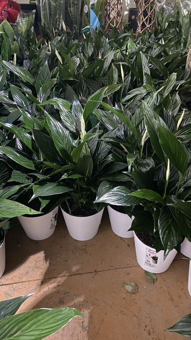 Цветок Спатифиллюм ОПТОМ - Женское счастье