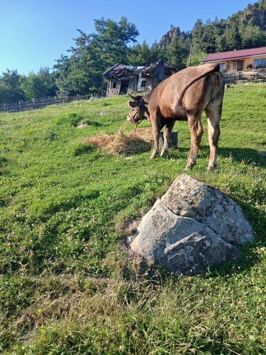 Junică de vânzare