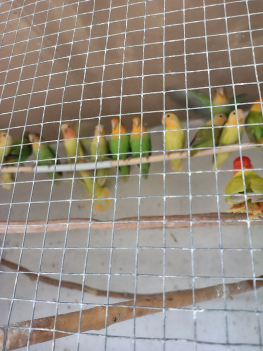 Papagali agapornis și peruși