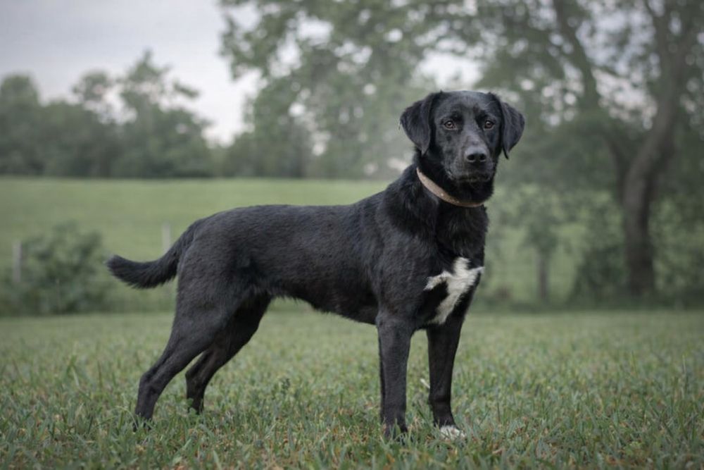 Граф — серьёзный и надёжный охранник