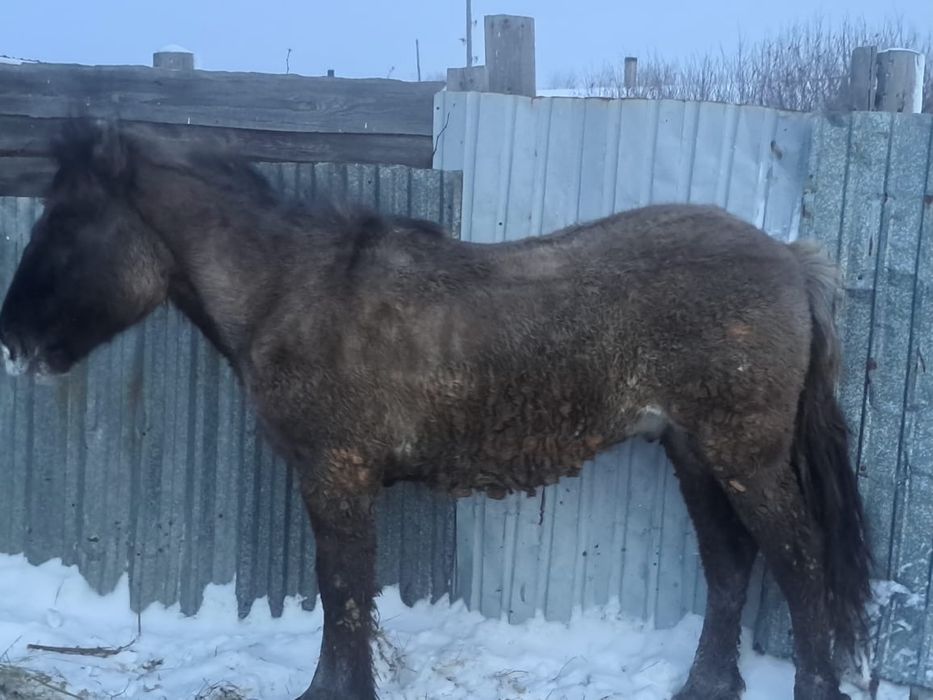 Продам согым, тай еркек