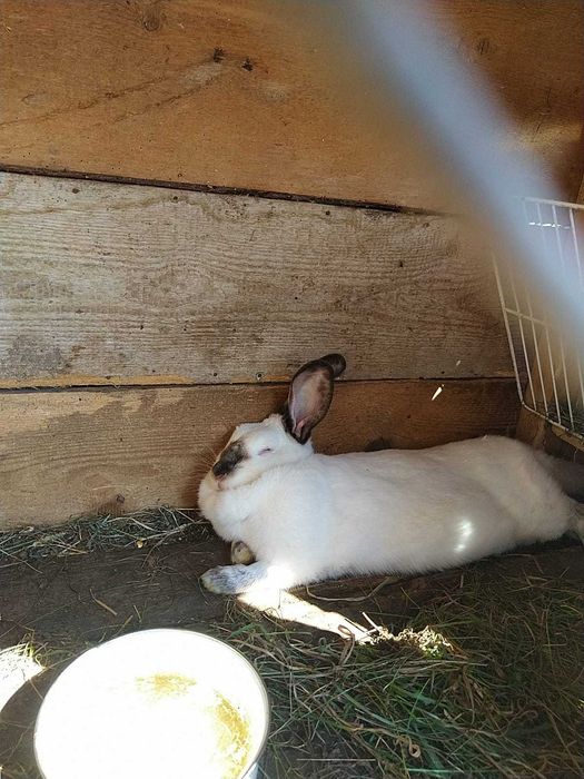 Iepuri de vanzare in Orastie -Beriu