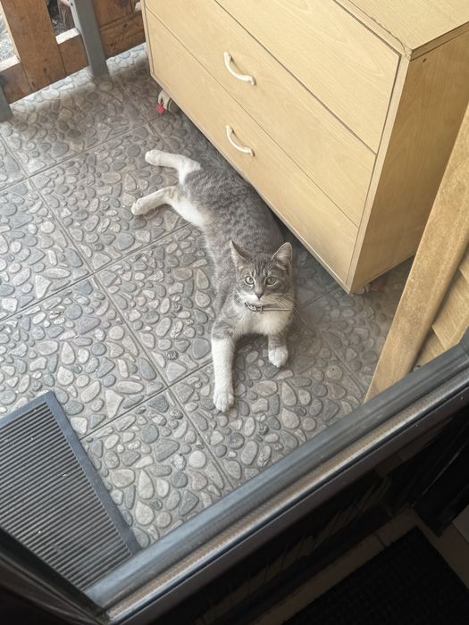 потерялась кошка!