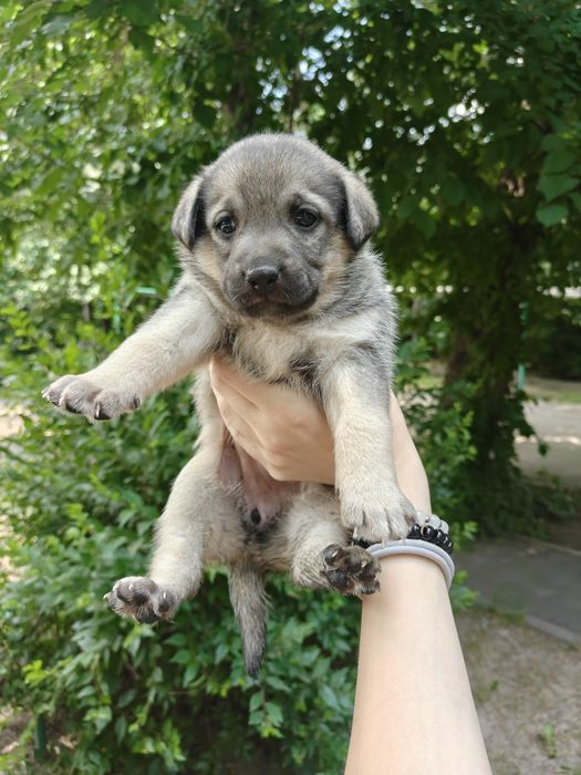Щенки в добрые руки