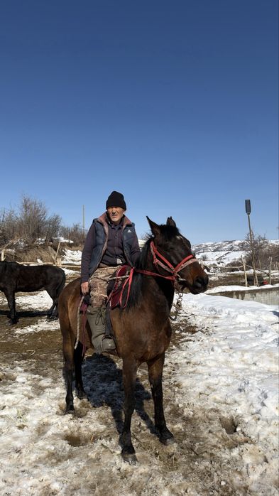 Айғыр сатылады 6 жасар