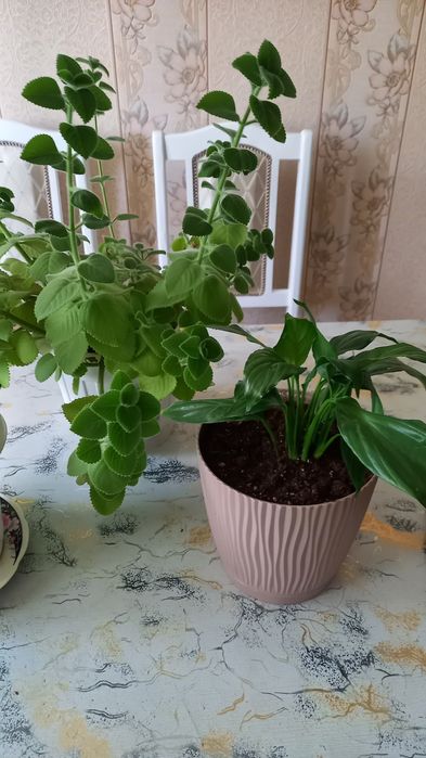 Продам комнатные  цветы