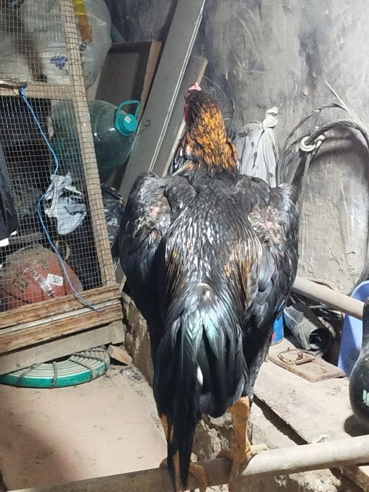 Хуроз тоза карейс зотидан