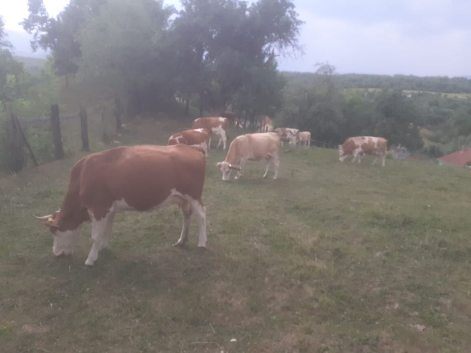 Vând 5 vaci (bălțată româneasca)