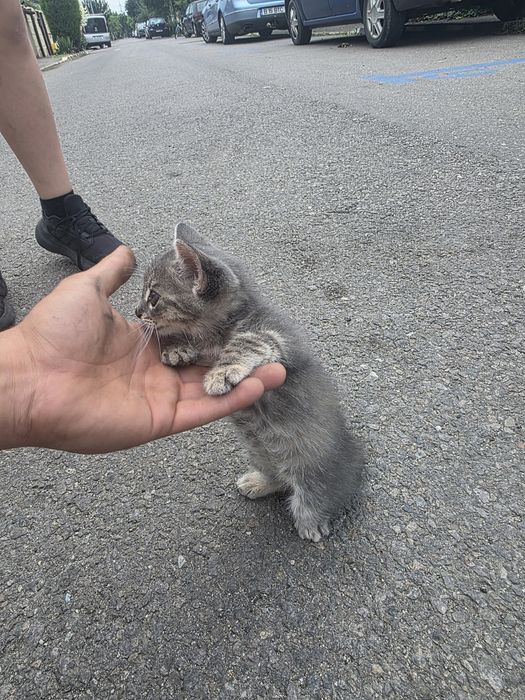 Pui pisica adopție