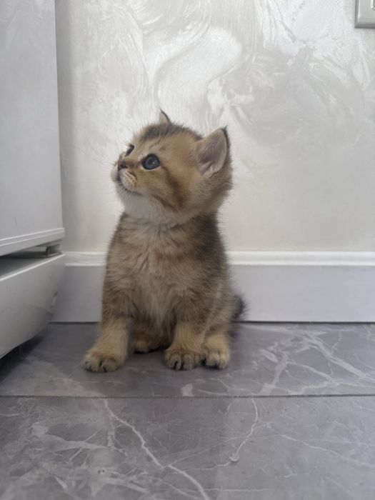 Продаются котята  британские шиншилллы