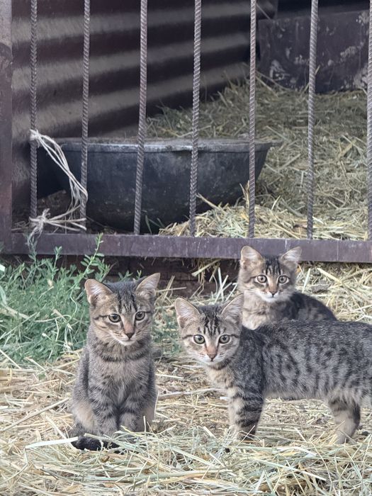 Отдам котят в добрые руки!
