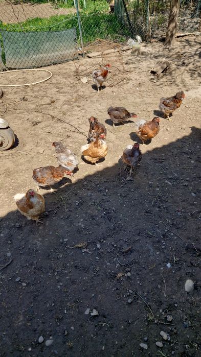 Vând gaini araucana
