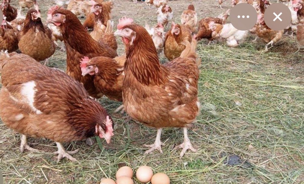 Ломан браун несушки