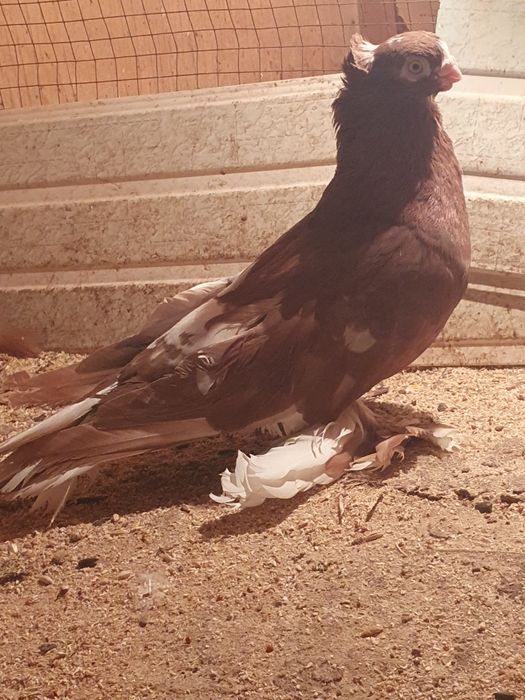 Самец весёлый  продаётся