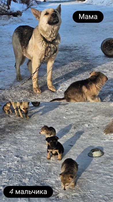 Отдадим в хорошие руки