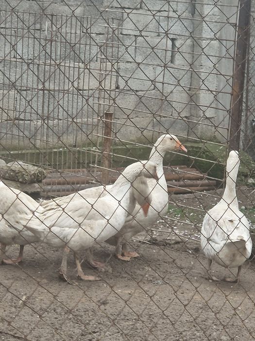 Каздар сатылады туып бастады