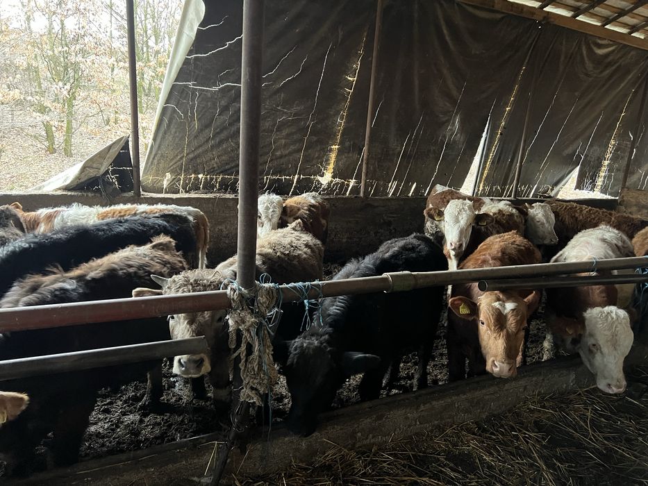 Vand lot de 23 taurasi,masculi