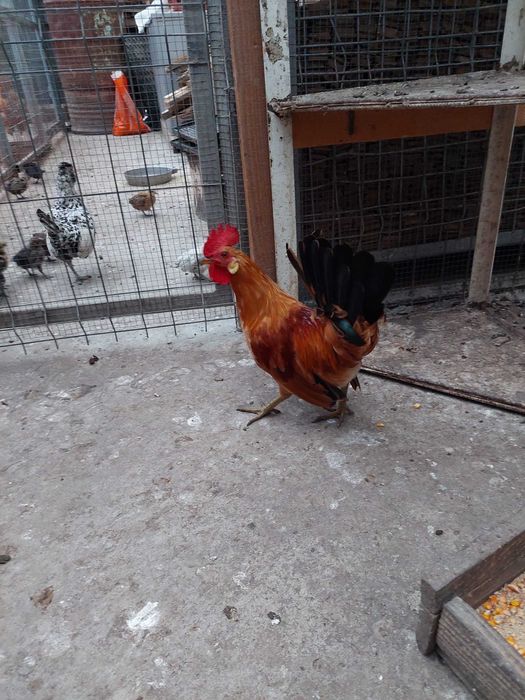 Vand o pereche de gainuse americane