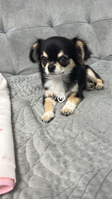 Продам собачку чихуахуа