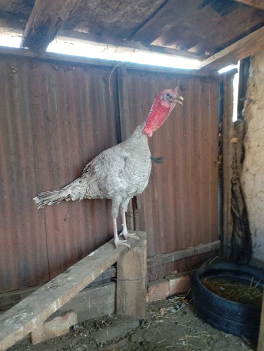 Падони индюк ннннннн