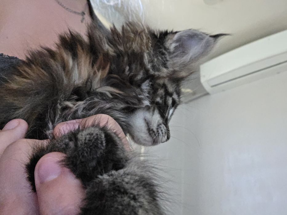 Котята Мейн Кун 2 месяца