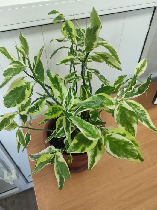 Цветы комнатные в горшках