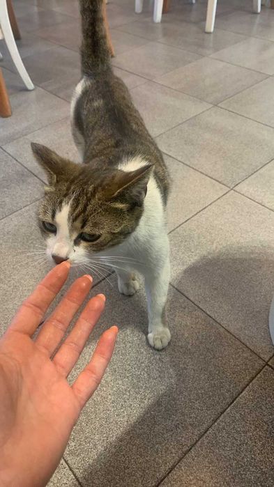 Котета 1,5 години кастрирани и дружелюбни