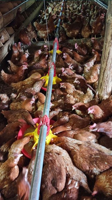 Găini tinere ouătoare în plina curba de ouat