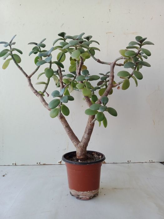 Денежное дерево, хороший подарок.