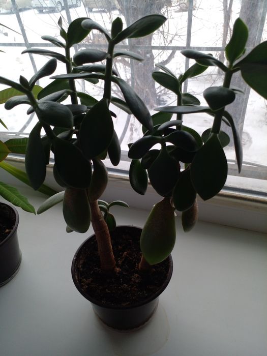 Комнатные растения - цветы