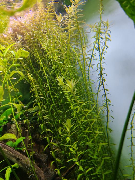 Растения за аквариум и скариди, охлюви хелена