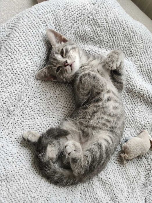 Котята бесплатно