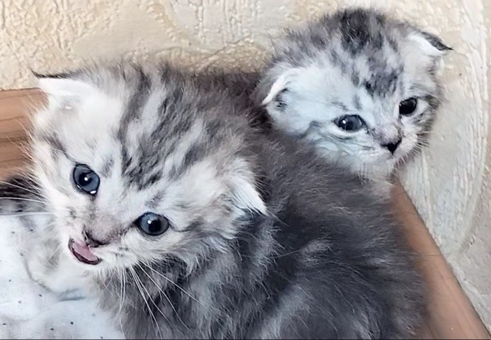 Вислоухие котята