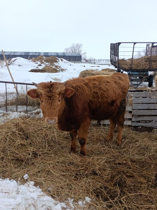 Продам быка, годовалый