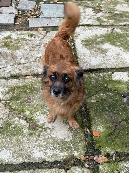 Urgent adoptie femela talie mica