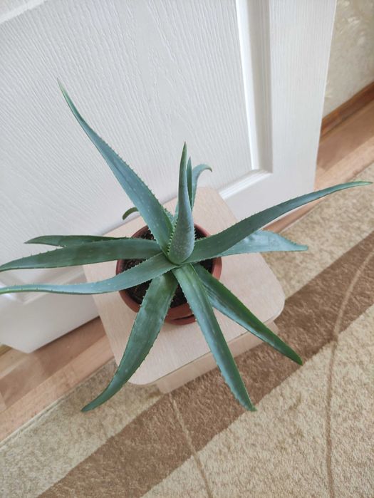 Алоэ 2500.      .