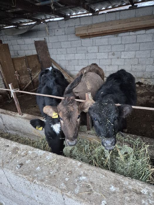 Сатылады. Танашықтар.