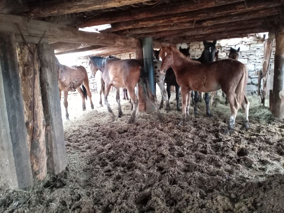 Продам молодняк тайчики